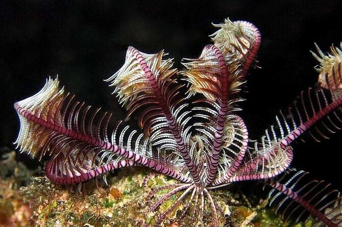 Snorkeling at Mahmya Island From Hurghada - Inclusions