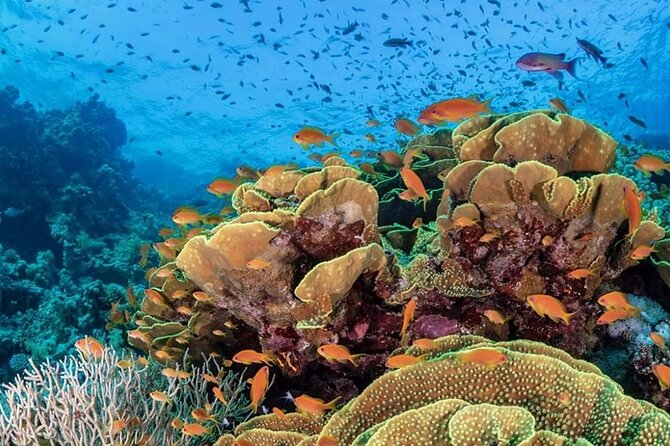 Snorkeling at Mahmya Island From Hurghada - Location & Price