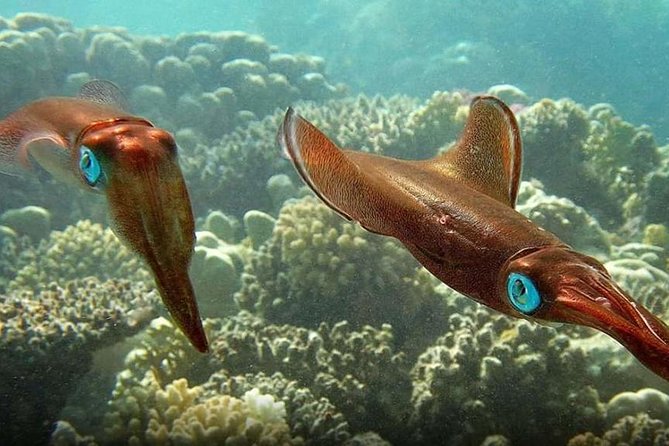 Snorkeling at Mahmya Island From Hurghada - Activities & Lunch