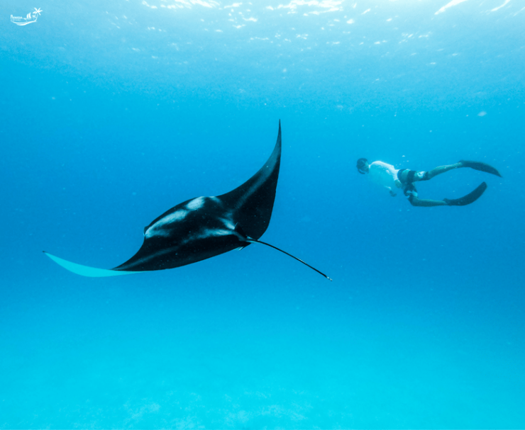 Snorkeling at Manta Point and 3 Other in Nusa Penida - Itinerary and Locations
