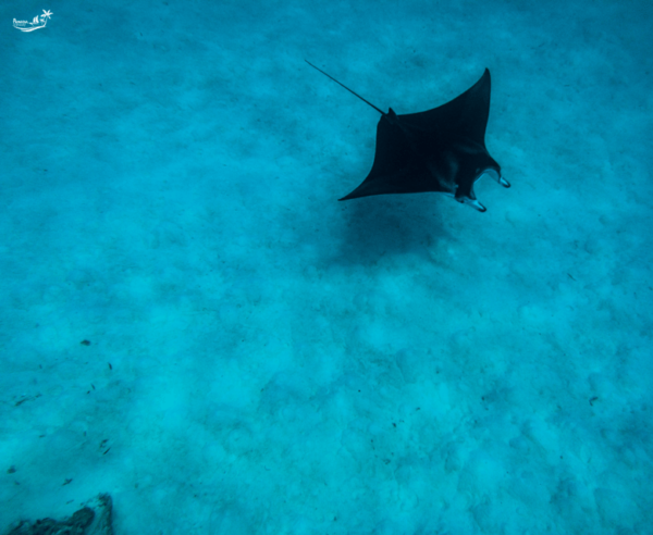 Snorkeling at Manta Point and 3 Other in Nusa Penida - Tips for First-Time Snorkelers