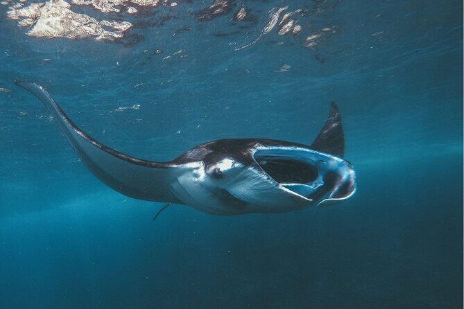 Snorkeling at Manta Point, the most chance to see Manta Rays - Discover the Snorkeling Adventure at Manta Point in Nusa Penida
