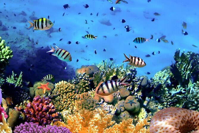 Snorkeling at Manta Point, the most chance to see Manta Rays - What the Tour Includes and How It Works