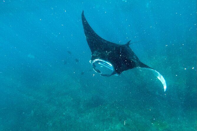 Snorkeling at Manta Point, the most chance to see Manta Rays - The Sum Up
