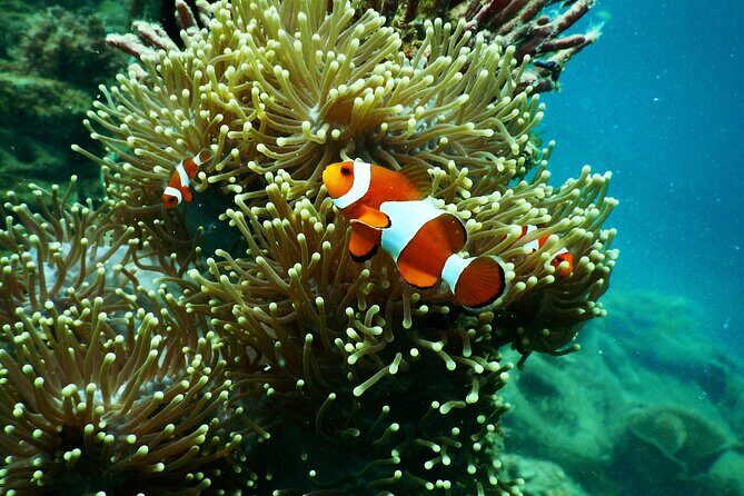 Snorkeling at Manta Point, the most chance to see Manta Rays - FAQ