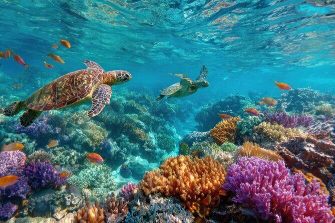 Snorkeling at Manta Point, the most chance to see Manta Rays - An In-Depth Look at the Snorkeling Adventure