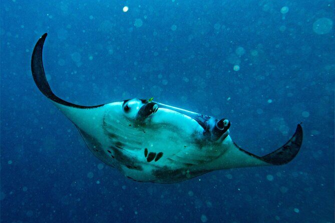 Snorkeling at Manta Point, the most chance to see Manta Rays - Who Should Consider This Tour?