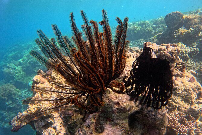 Snorkeling at Menjangan Island Bali Hidden Underwater Gem - Final Thoughts: Is This Tour Worth It?