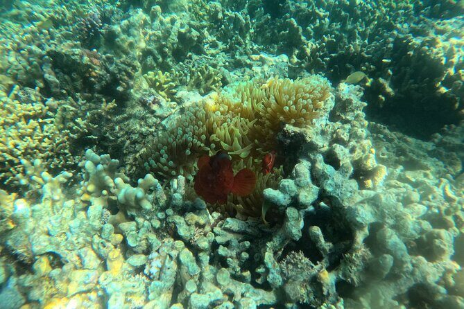 Snorkeling at Menjangan Island Bali Hidden Underwater Gem - Good To Know