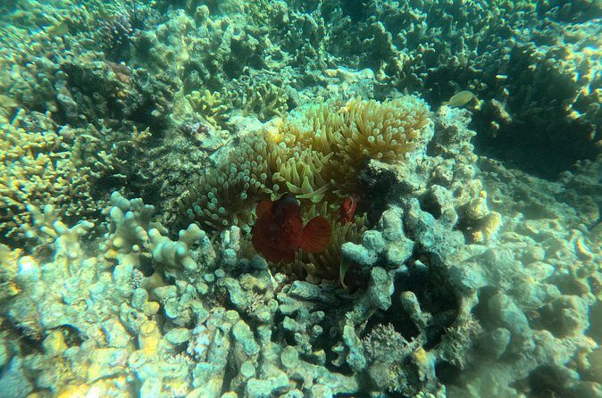Snorkeling at Menjangan Island Bali Hidden Underwater Gem - Who Will Love This Tour