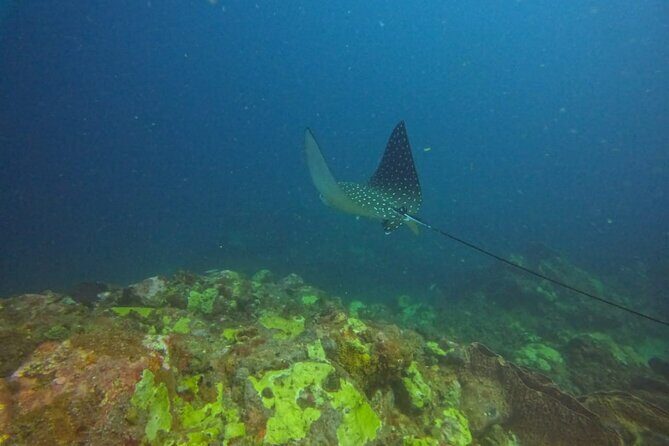 Snorkeling at Pigeon Island - FAQ