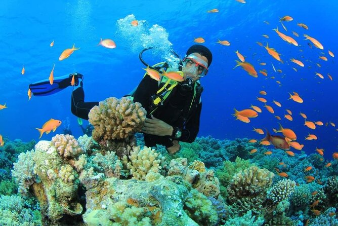 Snorkeling at Ras Mohamed in Sharm El Sheikh - Good To Know
