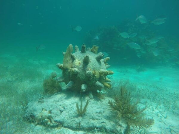 Snorkeling at the Aquatic Museum - Boat Driving Experience