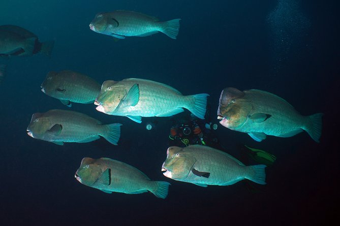Snorkeling at Tulamben USAT Liberty Wreck - Booking and Confirmation Details