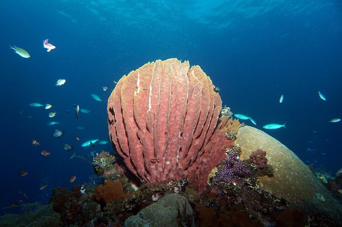 Snorkeling at Tulamben USAT Liberty Wreck - Operator Information and Cancellation Policy