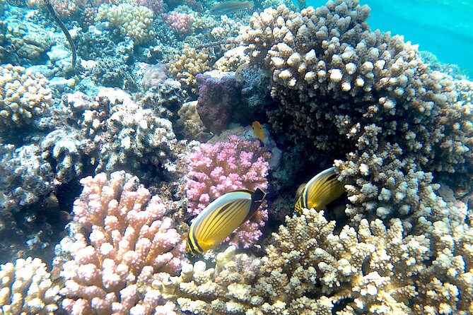 Snorkeling & Banana & Sofa Boat in Hurghada - Experience Details