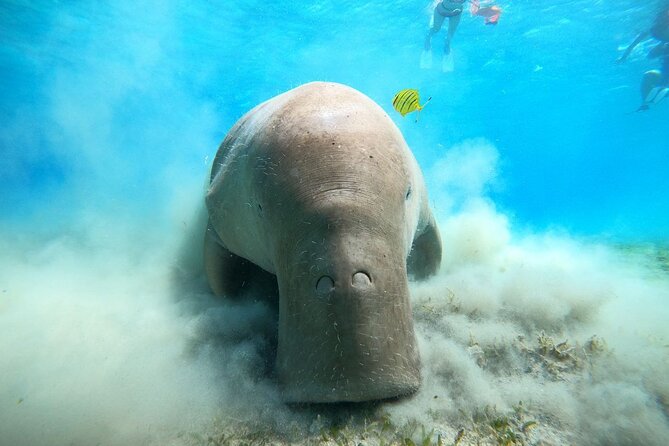 Snorkeling Boat Trip With Dugongs and Turtles in Marsa Alam - Good To Know