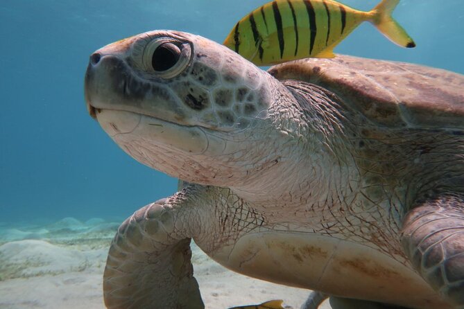 Snorkeling Boat Trip With Dugongs and Turtles in Marsa Alam - What To Expect