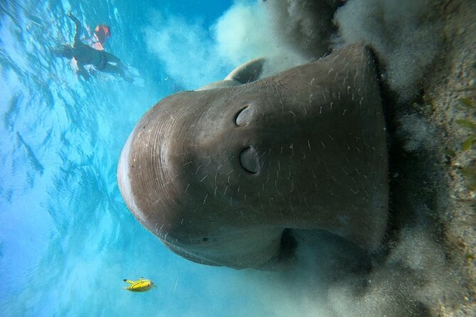 Snorkeling Boat Trip With Dugongs and Turtles in Marsa Alam - Reviews and Ratings