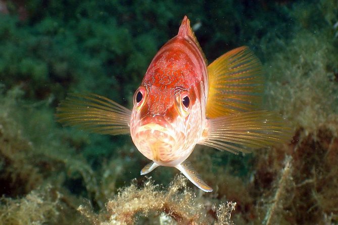 Snorkeling - by Boat on Site in the Bay of Cannes or Estérel - Booking and Confirmation Details