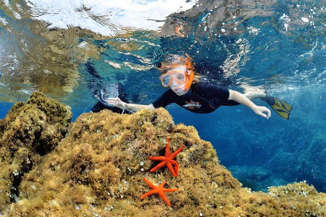 Snorkeling - by Boat on Site in the Bay of Cannes or Estérel - Cancellation Policy and Refund Options