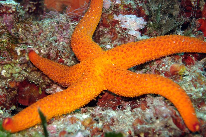 Snorkeling - by Boat on Site in the Bay of Cannes or Estérel - The Sum Up