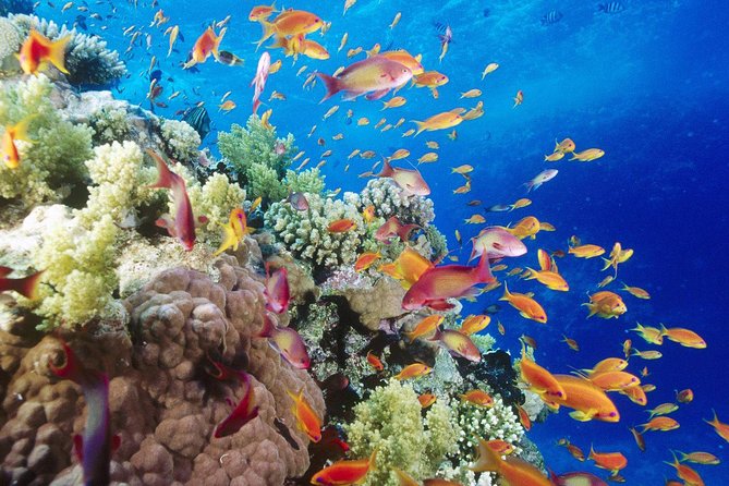 Snorkeling by Boat to Ras Mohamed - Cancellation Policy Details