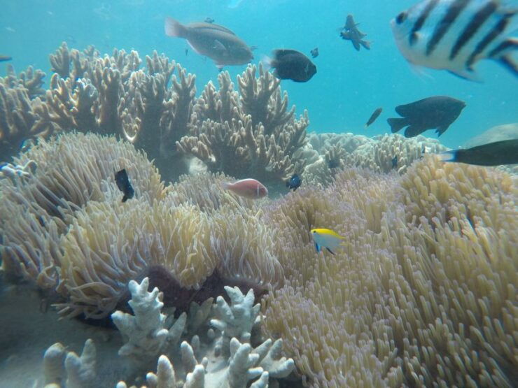 Snorkeling Cham Island: Snorkeling Tour by Speed Boat - Experience