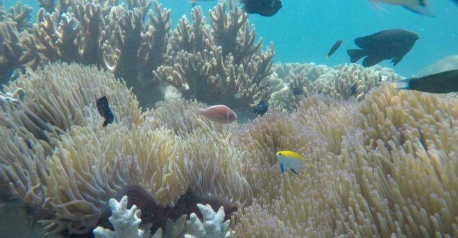 Snorkeling Cham Island: Snorkeling Tour by Speed Boat - Full Description