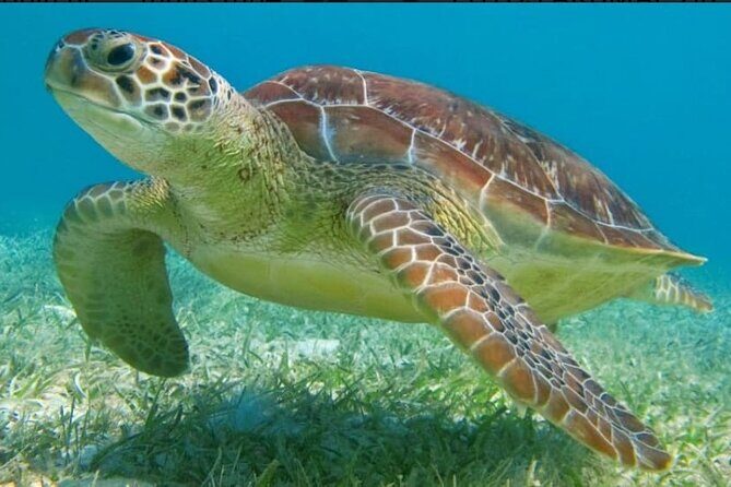 Snorkeling Combo 3 x 1 Lagoon Cenote Reef with Tulum Temples - Final Thoughts