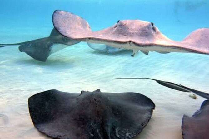 Snorkeling Combo 3 x 1 Lagoon Cenote Reef with Tulum Temples - FAQ