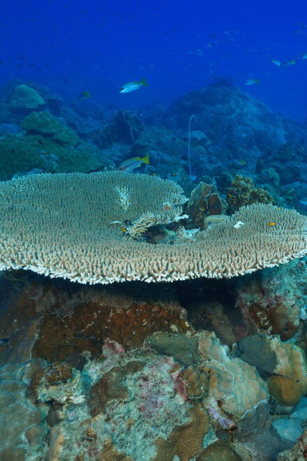 Snorkeling Course, Become a Confident Snorkeler. - Daily Itinerary