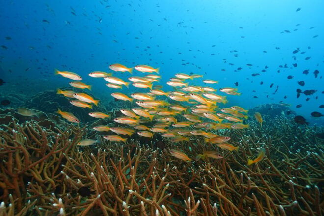 Snorkeling Course, Become a Confident Snorkeler. - Inclusions for Participants