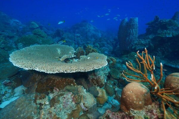 Snorkeling Course, Become a Confident Snorkeler. - Important Guidelines