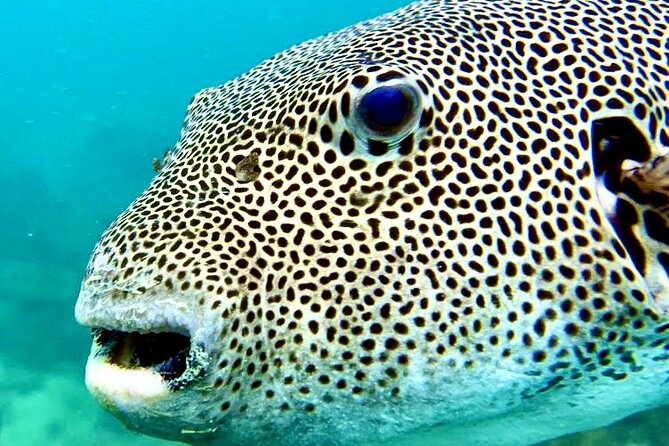 Snorkeling Day Around Koh Phangan - The Sum Up