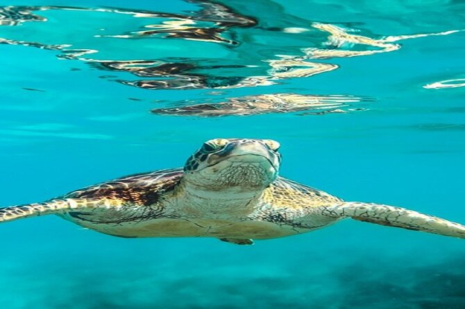 Snorkeling Day Trip From Marsa Alam to Port Ghalib - Good To Know