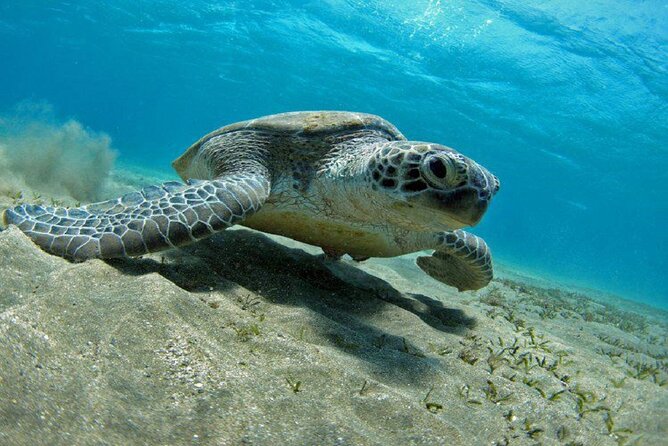 Snorkeling Day Trip From Marsa Alam to Port Ghalib - Good To Know
