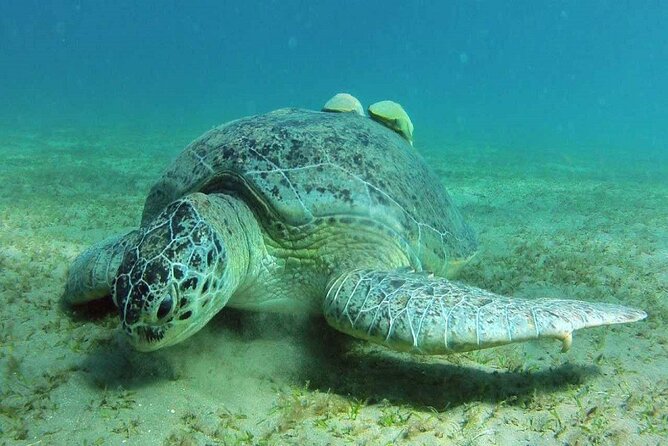 Snorkeling Day Trip From Marsa Alam to Port Ghalib - Specialized Tour Guide Assistance