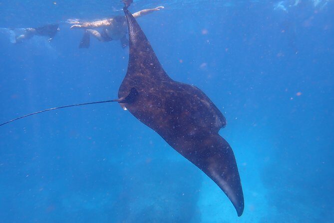 Snorkeling Day Trip To Lembongan and Penida - Good To Know