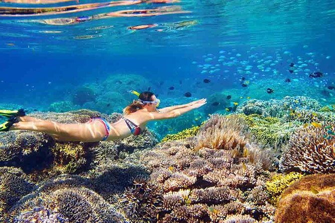 Snorkeling Day With Dugong And Turtles Marsa Mubarak - Marsa Alam - Pickup Logistics