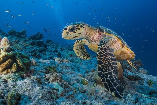 Snorkeling Day With Dugong And Turtles Marsa Mubarak - Marsa Alam - Start Time and Accessibility