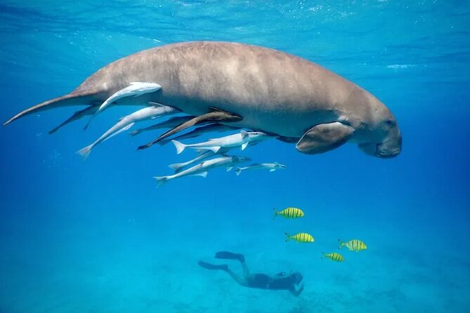 Snorkeling Day With Dugong And Turtles Marsa Mubarak - Marsa Alam - Booking Information