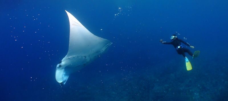 Snorkeling, Diving, & Fun Diving Experience in Kerama Islands - The useful details at a glance