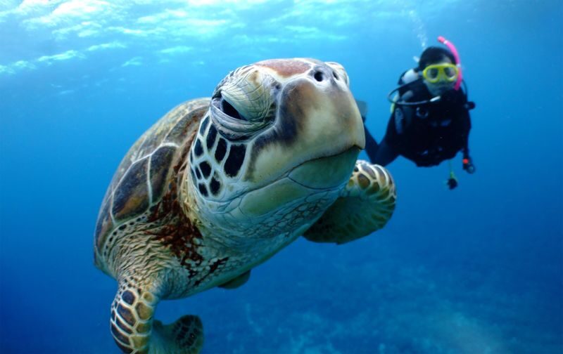 Snorkeling, Diving, & Fun Diving Experience in Kerama Islands - Kerama’s water is the main event