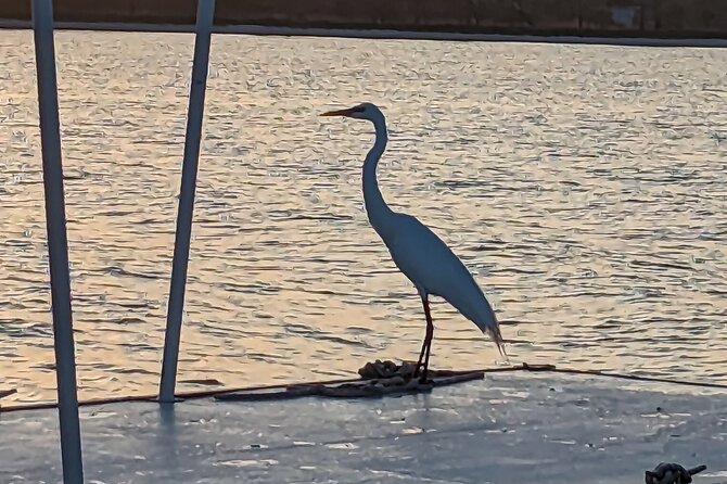 Snorkeling, Dolphin and Wildlife Sightings at St. Andrews Bay - Common Questions