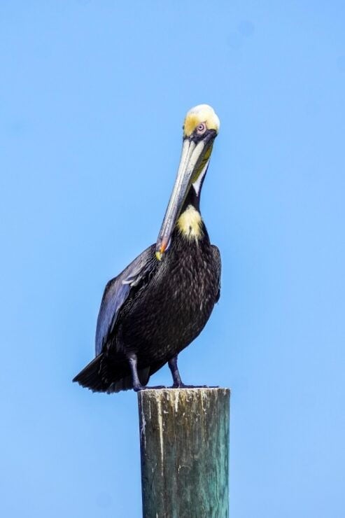 Snorkeling, Dolphins, Wildlife Sightings in St. Andrews Bay - Equipment and Inclusions Provided