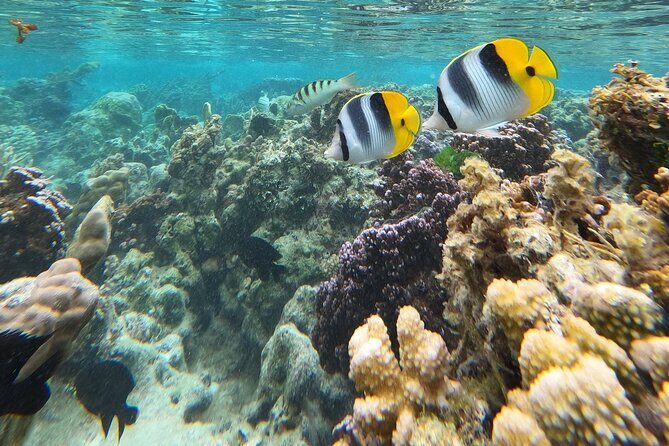 Snorkeling EN Underwater Scooter in Tahiti - Practical Information and Tips