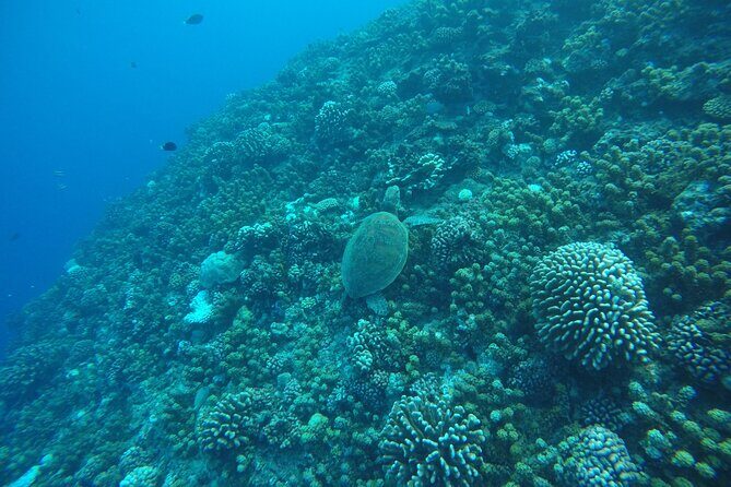 Snorkeling EN Underwater Scooter in Tahiti - The Sum Up: Is This Tour Worth It?