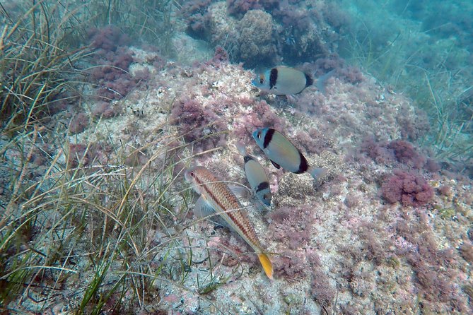 Snorkeling Excursion in Isla De Tabarca - Questions