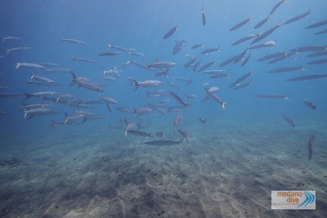 Snorkeling Excursion In South Tenerife - 3,5 Hours - Beginner-Friendly Adventure